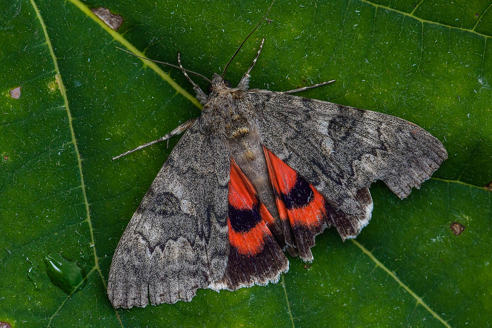 Catocala nupta - piros övesbagoly