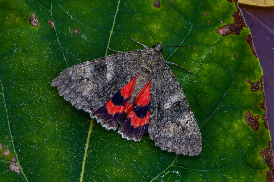 Catocala nupta - piros övesbagoly