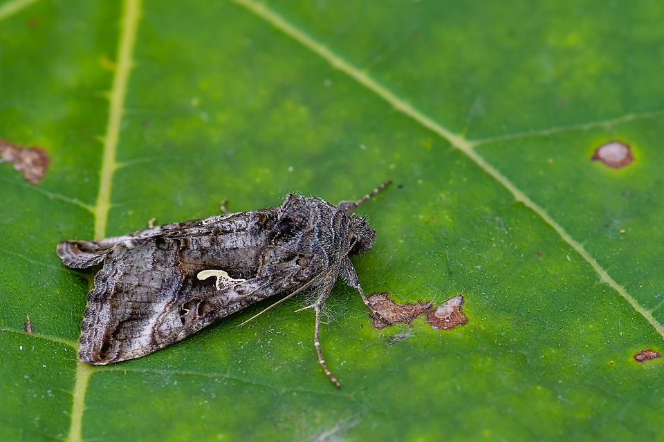 Autographa gamma - gammalepke