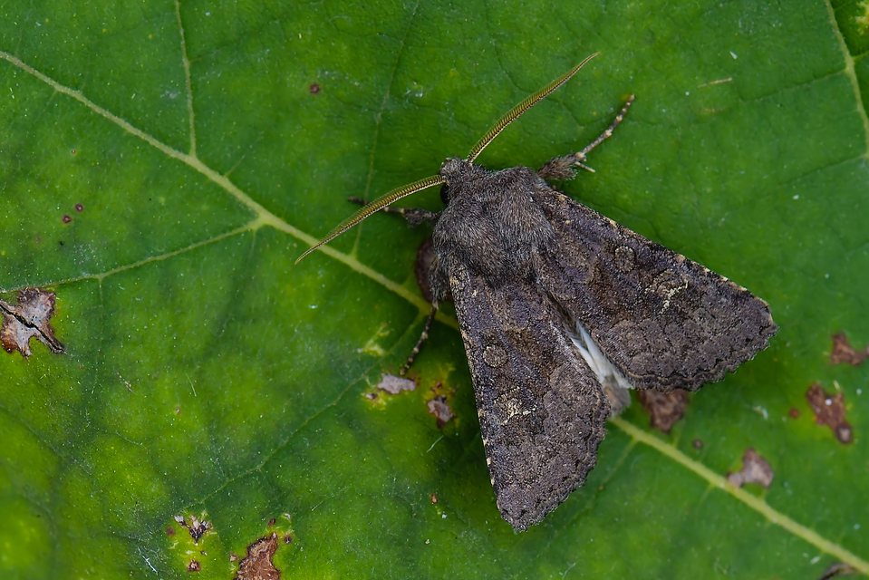 Aporophyla lutulenta - sziki őszibagoly