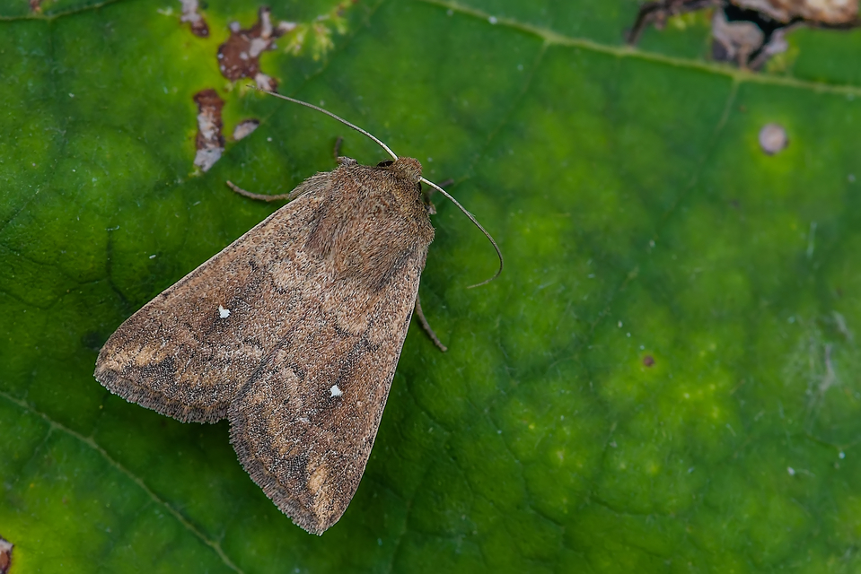 Mythimna albipuncta - fehérpettyes rétibagoly