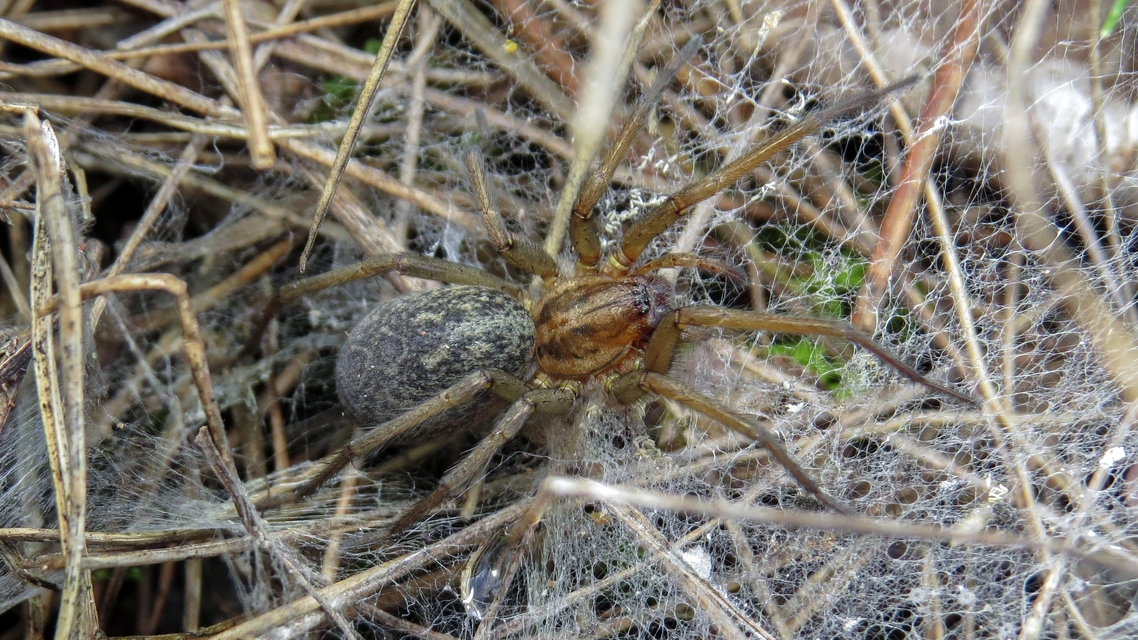 Eratigena agrestis - réti zugpók