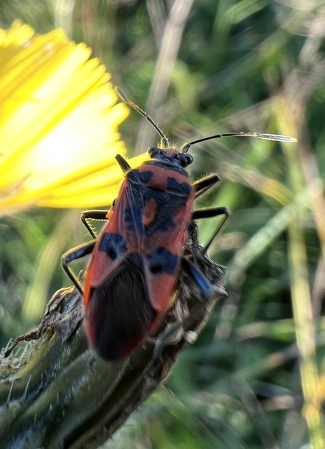 Corizus hyoscyami - piros karimáspoloska