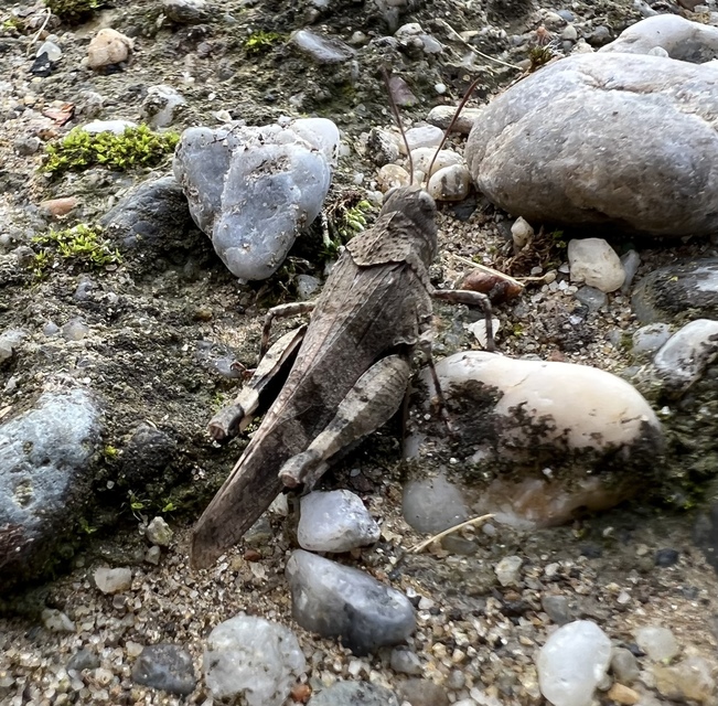 Oedipoda caerulescens - kékszárnyú sáska