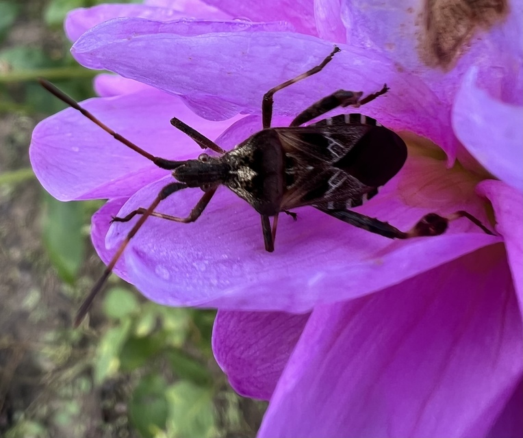 Leptoglossus occidentalis - nyugati levéllábú poloska