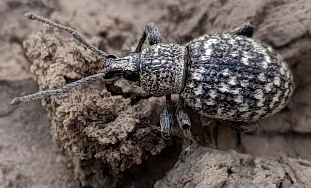 Otiorhynchus chrysostictus - hintett gyalogormányos