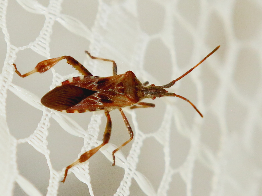 Leptoglossus occidentalis - nyugati levéllábú poloska