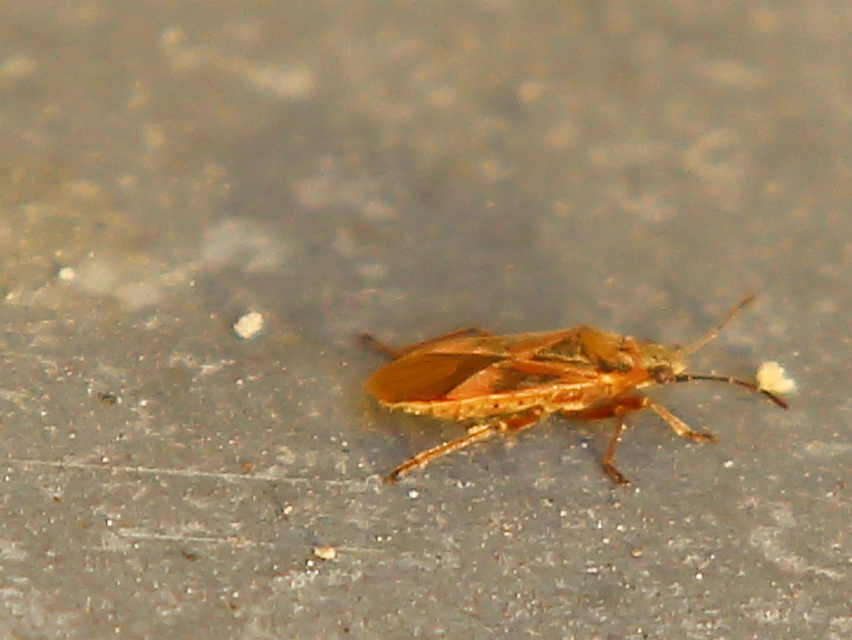 Arocatus longiceps - platánbodobács