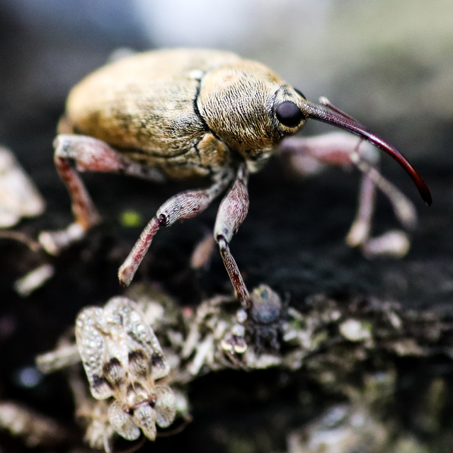 Curculio glandium - tölgymakkzsuzsóka