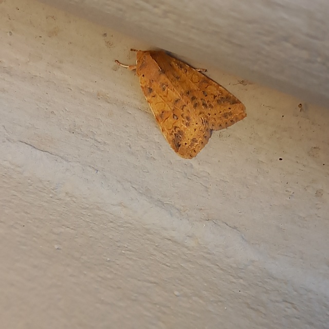Cirrhia gilvago - foltos sárgabagoly
