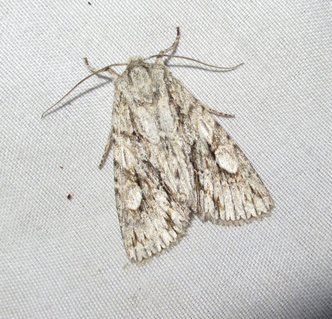 Meganephria bimaculosa - kétfoltos szilbagoly
