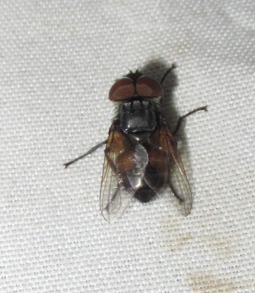 Phasia aurigera