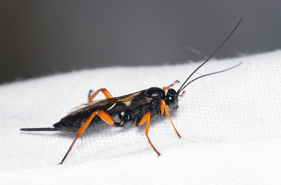 Hymenoptera - Hártyásszárnyúak