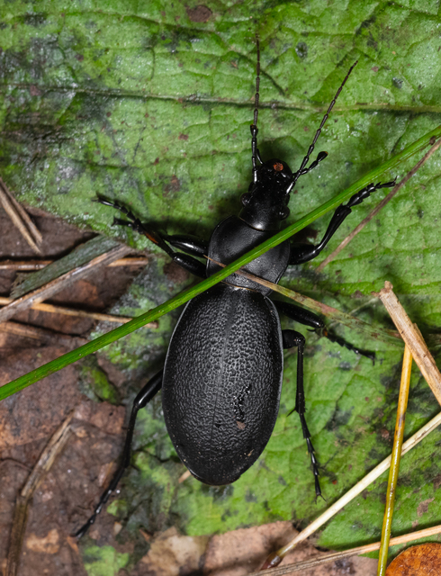 Carabus coriaceus - bőrfutrinka