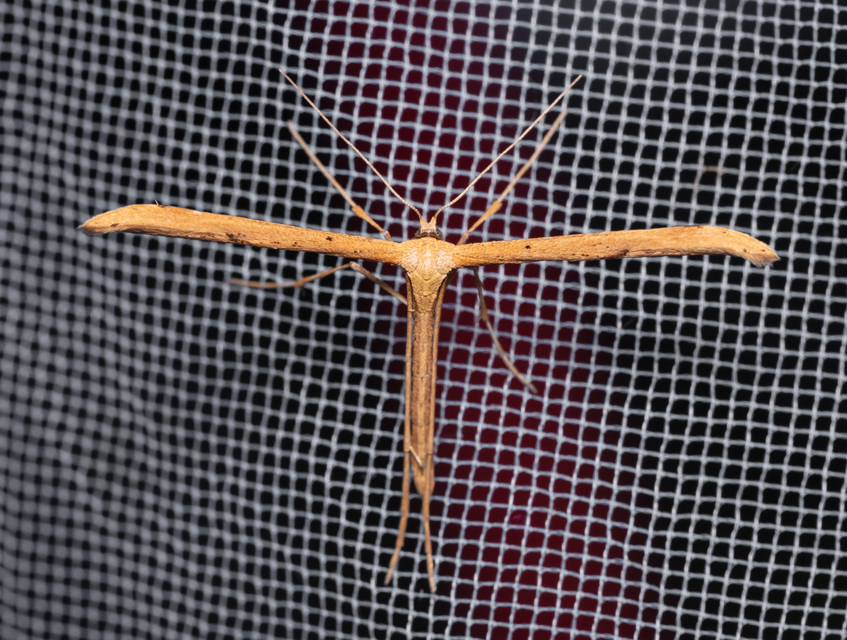 Pterophoridae - tollasmolyfélék