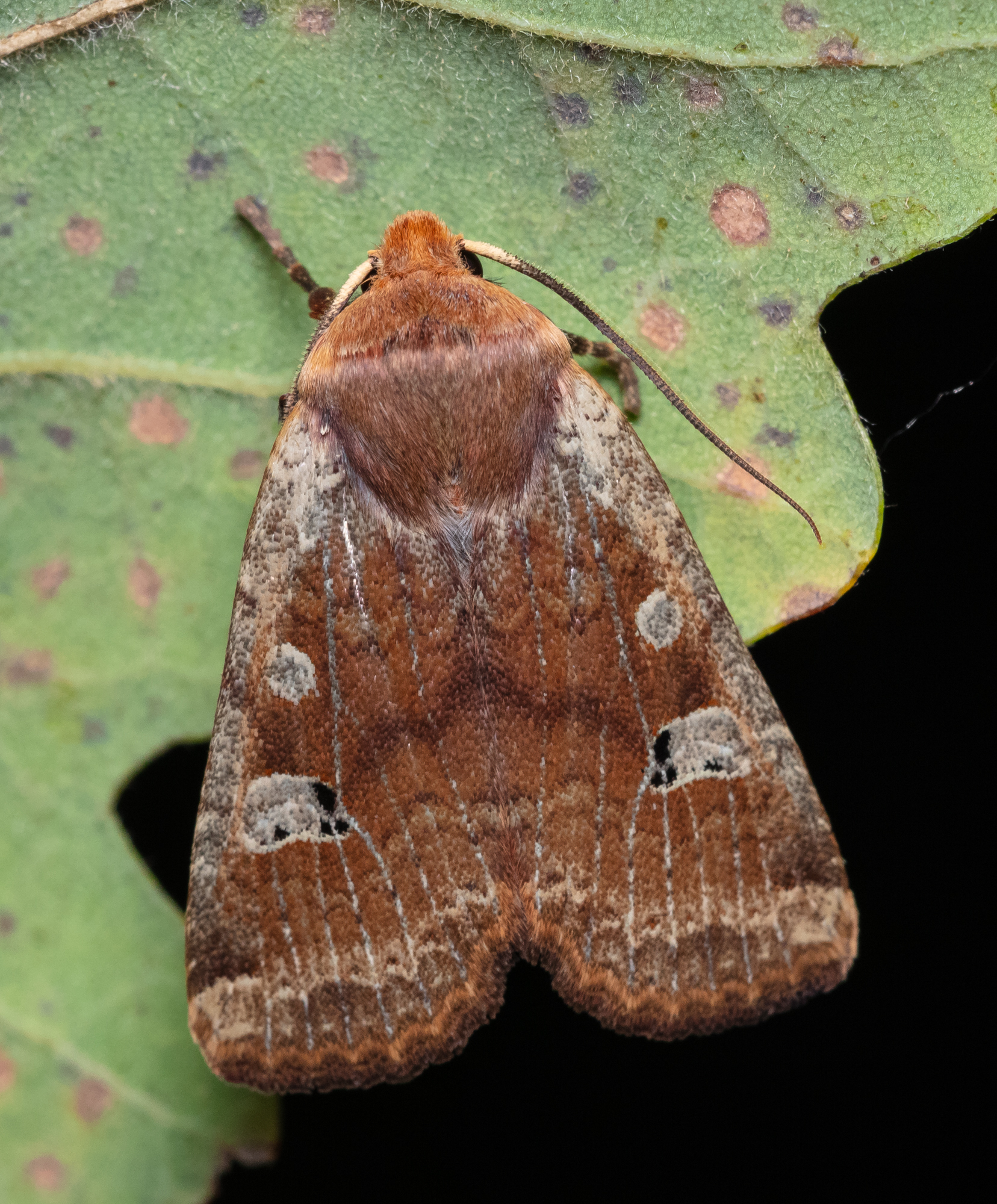 Conistra erythrocephala - vörösfejű őszibagoly