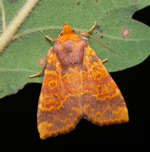 Tiliacea aurago - aranyló sárgabagoly