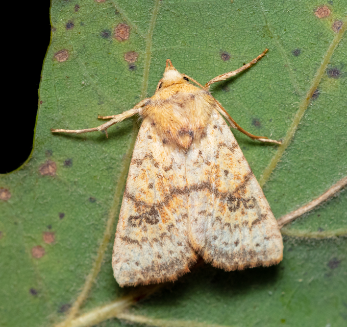 Tiliacea sulphurago - kénes sárgabagoly