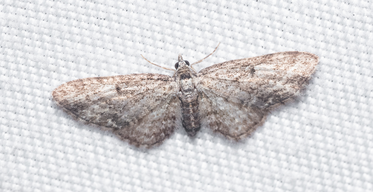 Eupithecia inturbata - juhar-törpearaszoló