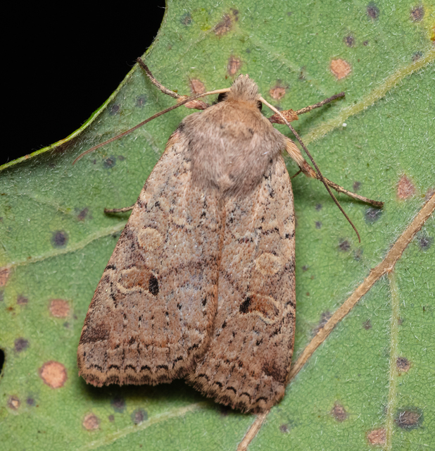 Propenistra laevis - könnyű őszibagoly