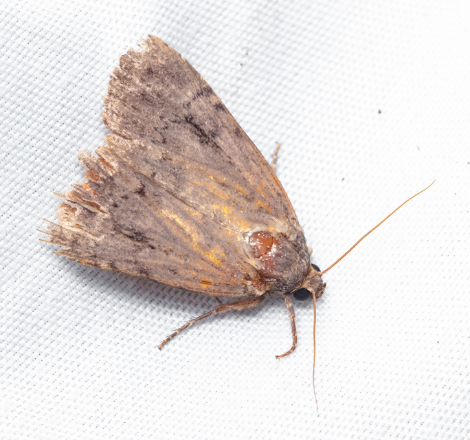 Amphipyra berbera/pyramidea