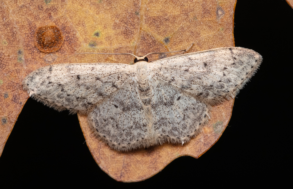 Scopula marginepunctata - pettyes sávosaraszoló