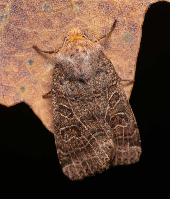 Anchoscelis nitida - rozsdabarna őszibagoly