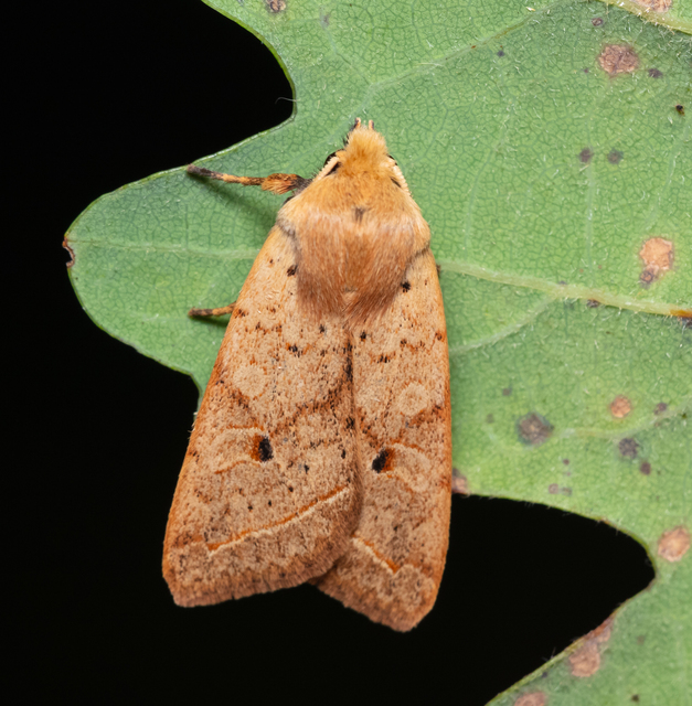 Leptologia macilenta - gyertyán-őszibagoly
