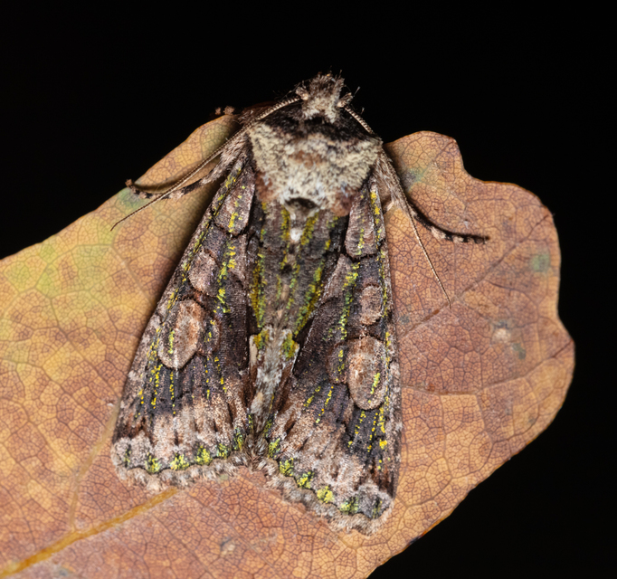 Allophyes oxyacanthae - galagonyabagoly