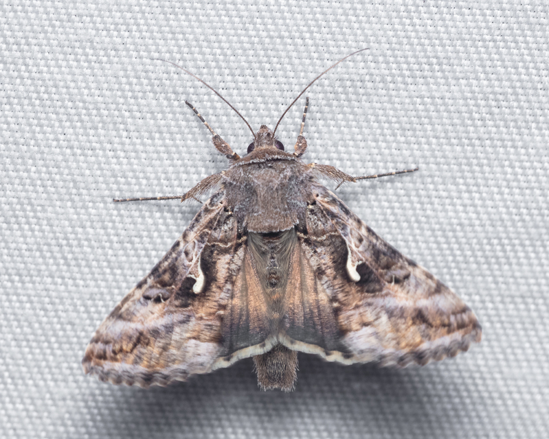 Autographa gamma - gammalepke
