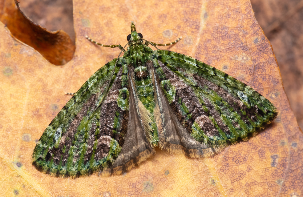 Chloroclysta siterata - salátazöld araszoló
