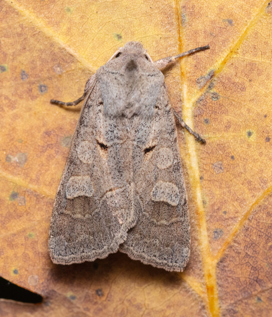 Ammoconia caecimacula - szürke őszibagoly