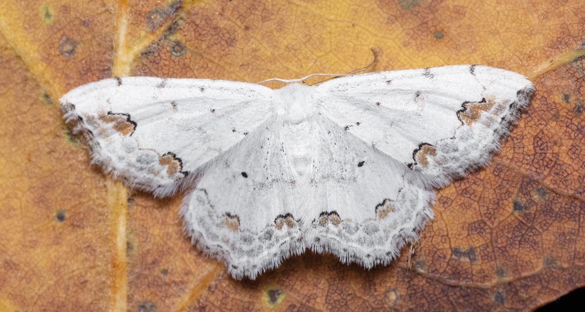 Scopula ornata - díszes fehéraraszoló