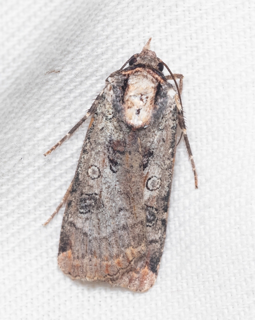 Epilecta linogrisea - karcsú sárgafűbagoly