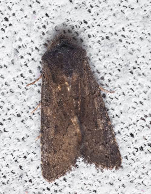 Aporophyla lutulenta - sziki őszibagoly
