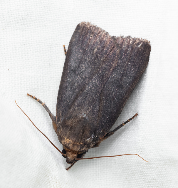 Amphipyra livida - zsírfényű bagoly