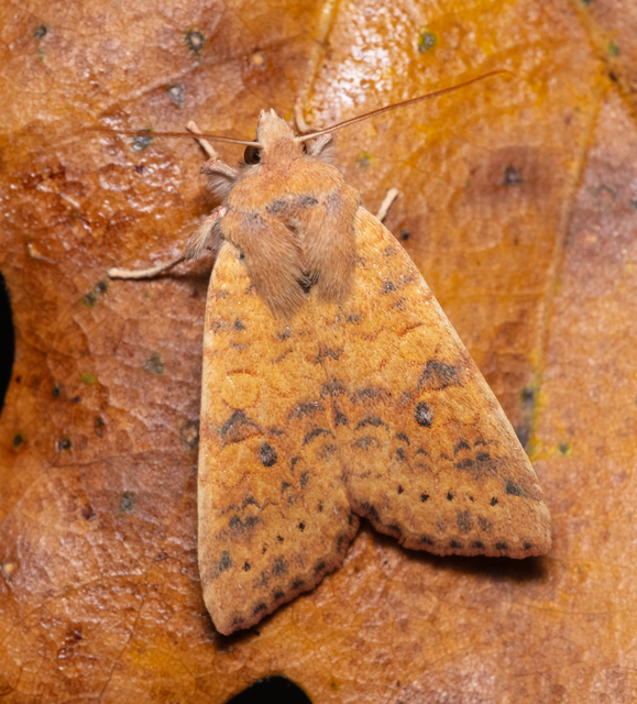Cirrhia gilvago - foltos sárgabagoly