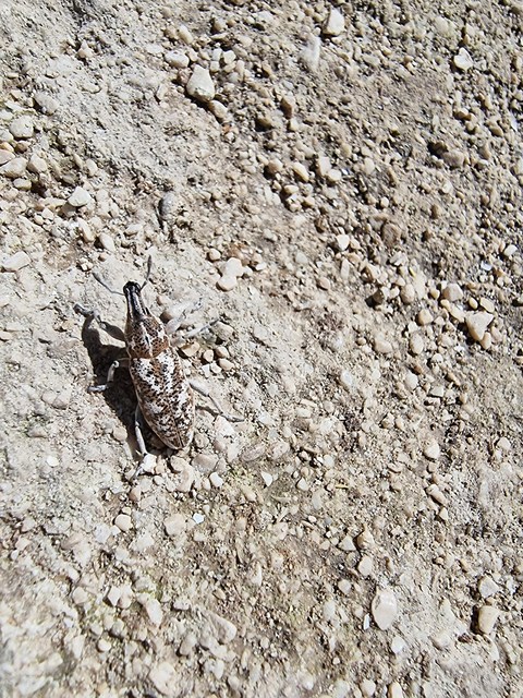 Cyphocleonus