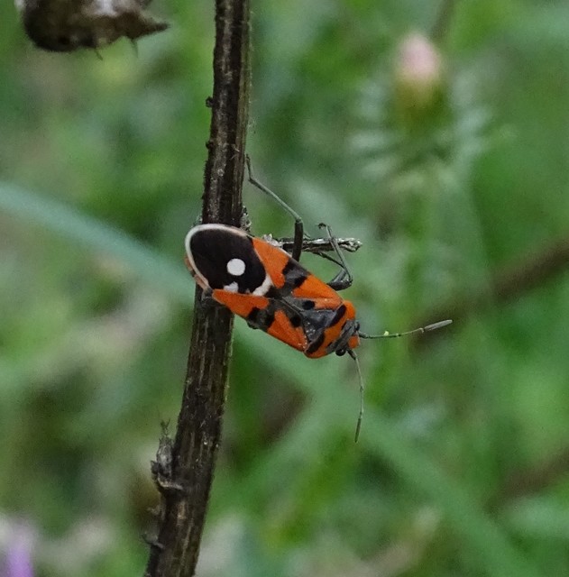 Lygaeus equestris/simulans