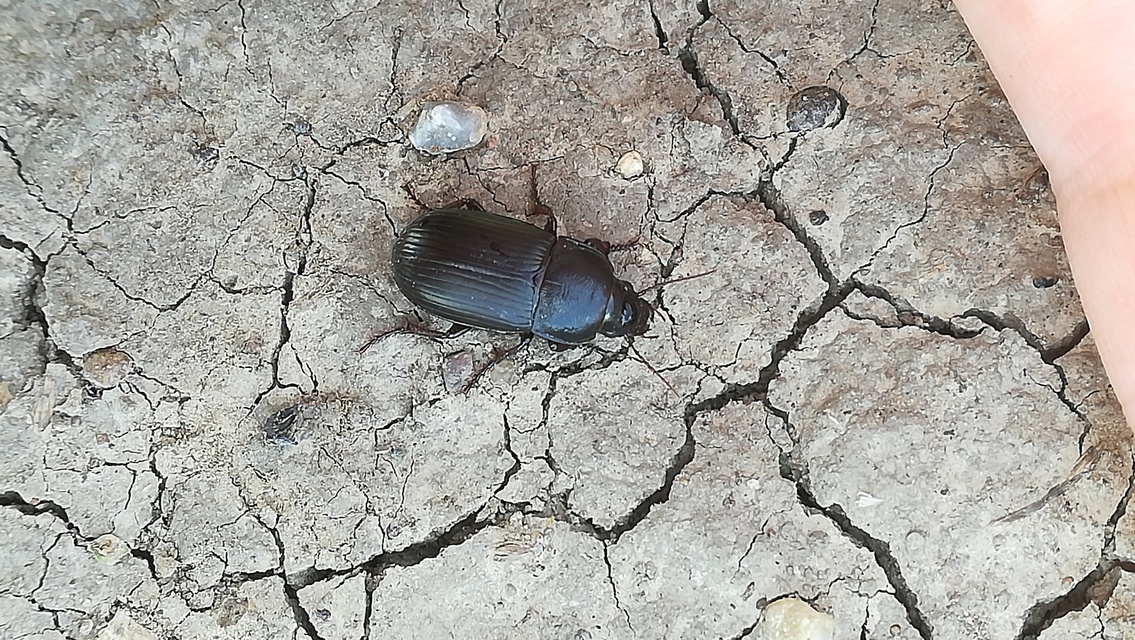 Zabrus tenebrioides - gabonafutó