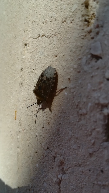 Rhaphigaster nebulosa - bencepoloska