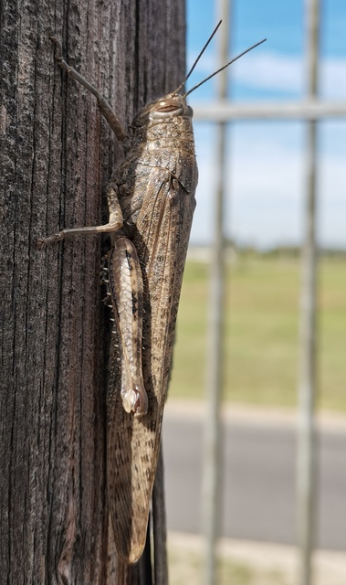 Anacridium aegyptium - egyiptomi sáska
