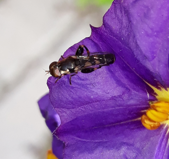 Syritta pipiens - zizegő comboslégy