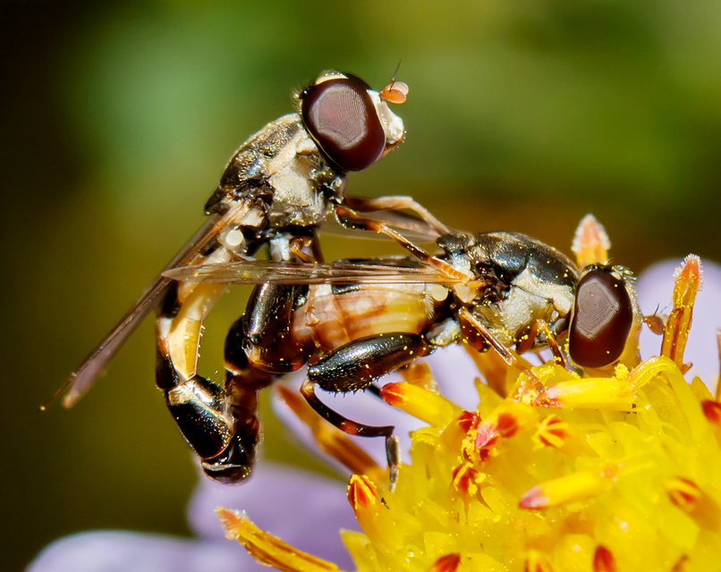 Syritta pipiens - zizegő comboslégy