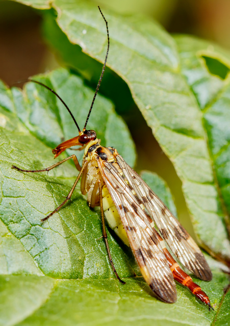 Panorpa cognata