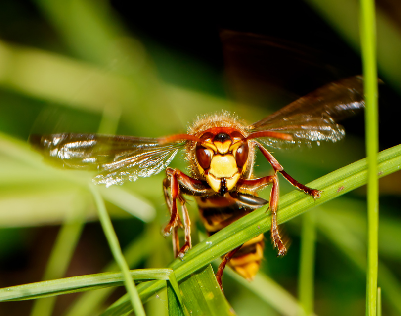 Vespa crabro - lódarázs