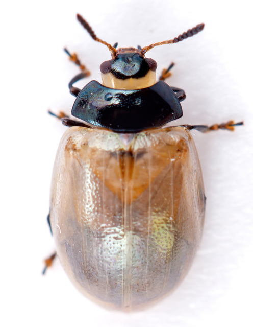 Plagiodera versicolora - törpe fűzlevelész