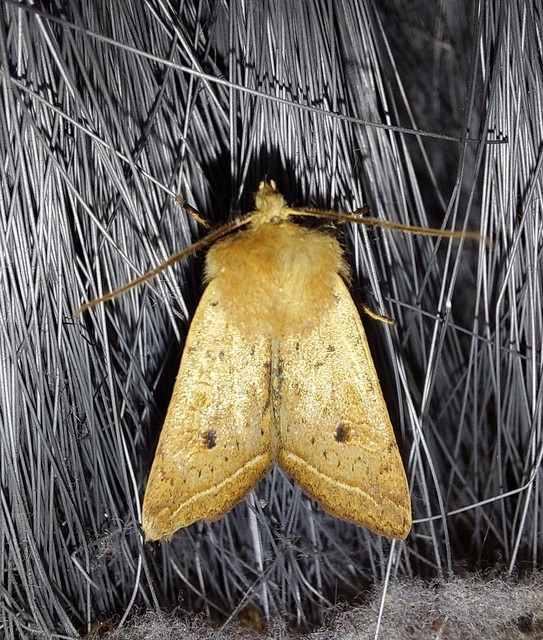 Leptologia macilenta - gyertyán-őszibagoly