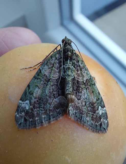 Chloroclysta siterata - salátazöld araszoló