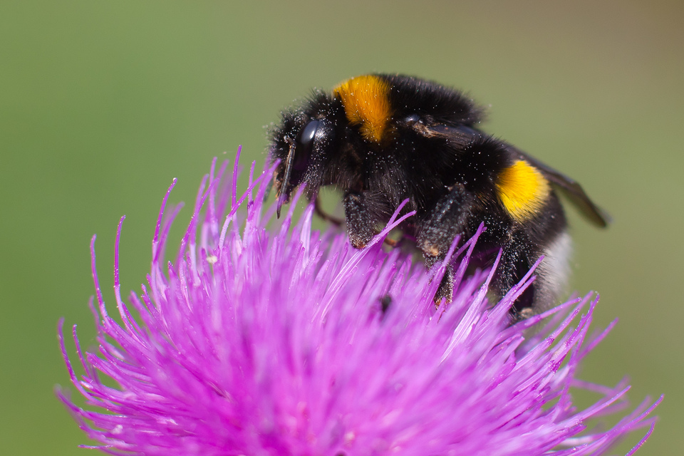 Bombus terrestris/lucorum
